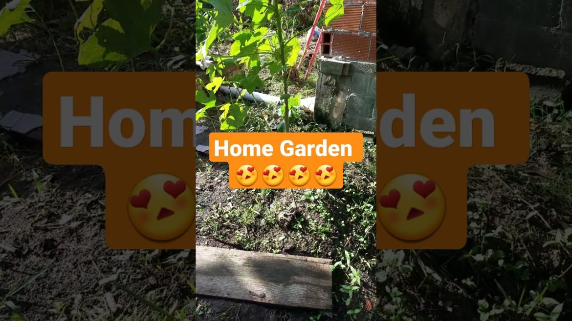Kitchen Garden Tips and tricks #shorts