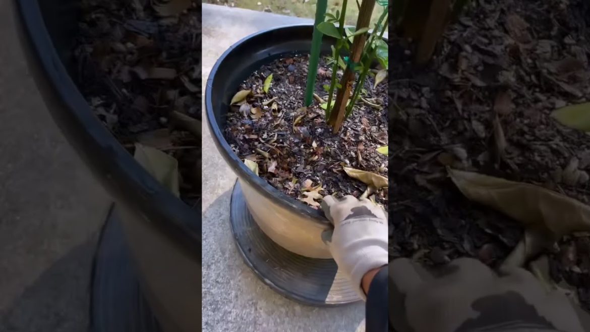 Moving my citrus trees indoors for the winter. 🍊🍋