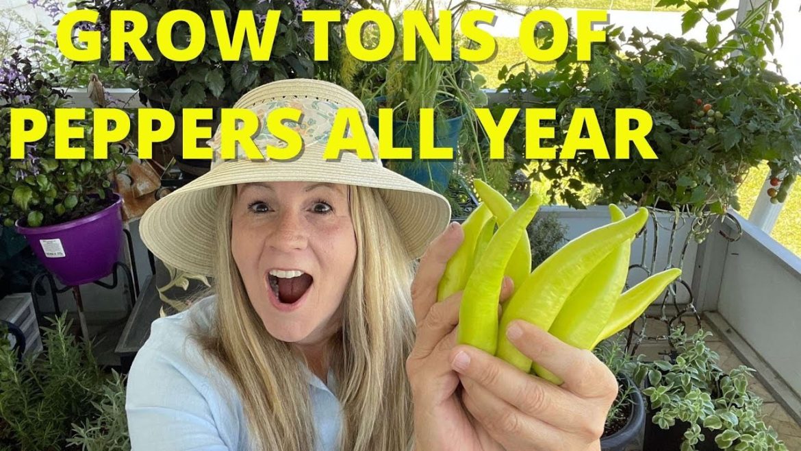 Garden Tips- Grow BIG Harvest of Peppers all Year. Small Space Gardening. Urban Homestead Garden Tips- Grow BIG Harvest of Peppers all Year. Small Space Gardening. Urban Homestead