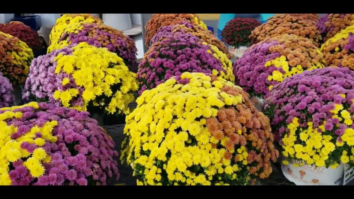 Clearance at Lowes!!!