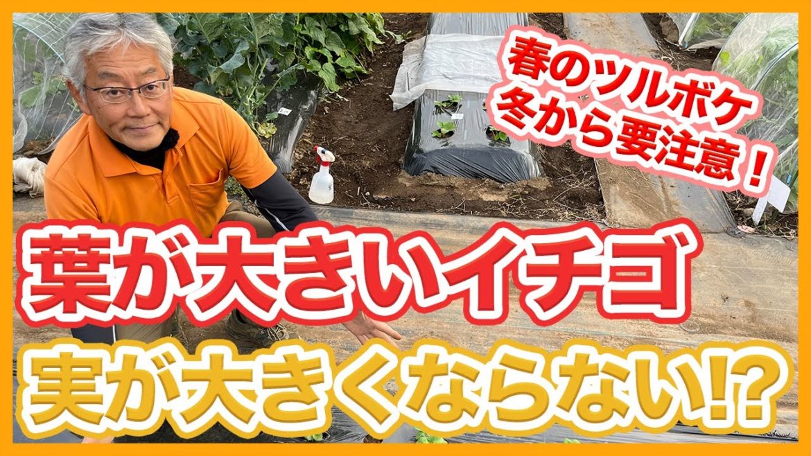 家庭菜園や農園のイチゴ栽培は葉が大き過ぎると実が出来ない!?春に向けた失敗原因と対策を徹底解説!/Strawberry cultivation tips from a Japanese farmer. 家庭菜園や農園のイチゴ栽培は葉が大き過ぎると実が出来ない!?春に向けた失敗原因と対策を徹底解説!/Strawberry cultivation tips from a Japanese farmer.