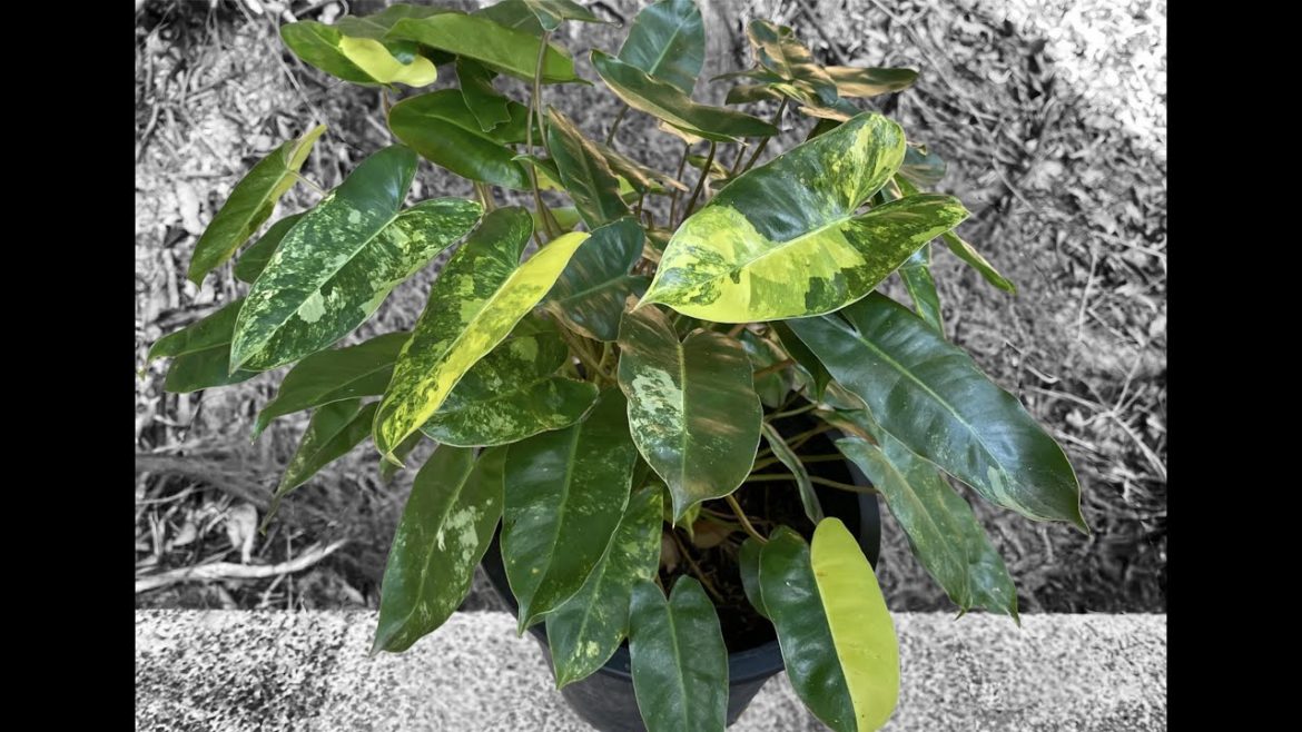How to grow beautiful philodendron burle marx variegated How to grow beautiful philodendron burle marx variegated