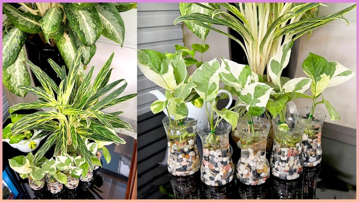 Turn used plastic bottles into unique plant pots that purify the air very well Turn used plastic bottles into unique plant pots that purify the air very well