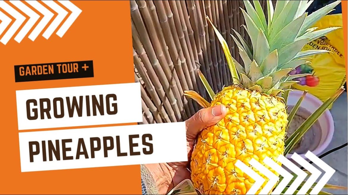 Growing pineapple from store bought| Sister’s backyard garden tour