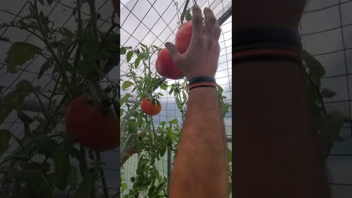 Giant Pineapple Tomatoes Still Growing in November