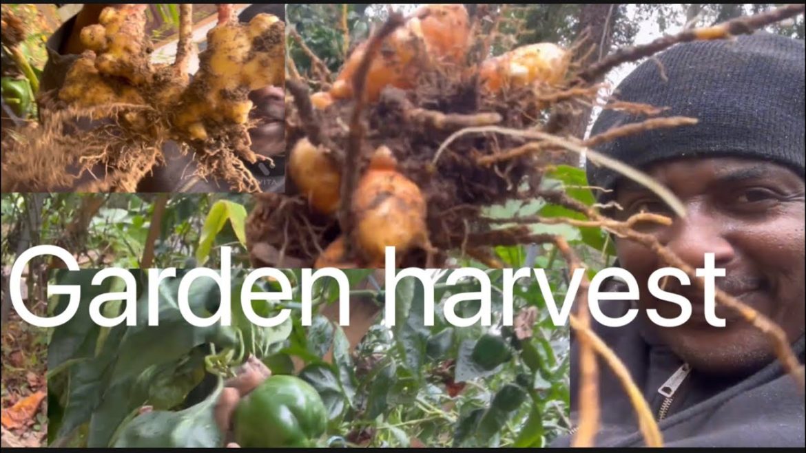 Backyard garden harvest,Turmeric ,Ginger and peppers