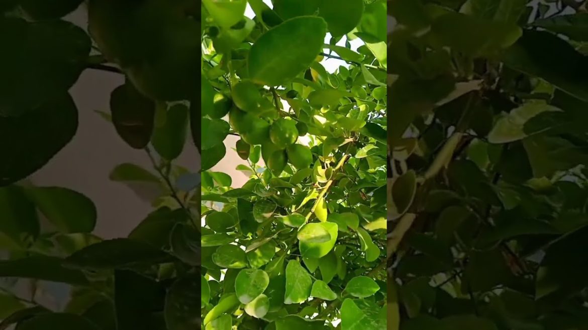 November garden tips