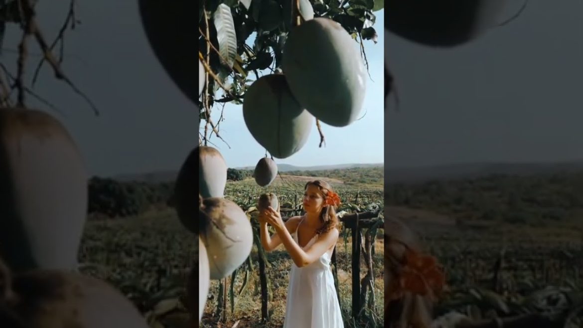 women harvesting mango🥭 || mango farm #shorts