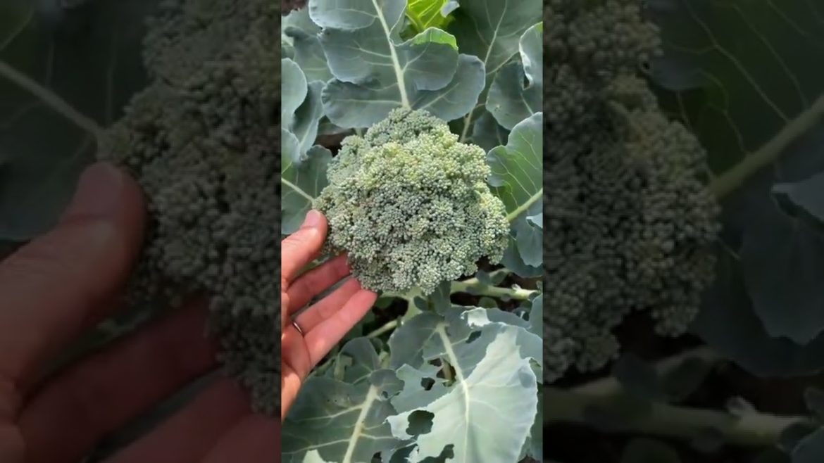 MUST-FOLLOW Tips for Harvesting Broccoli #shorts #gardening #gardeningtips #broccoli