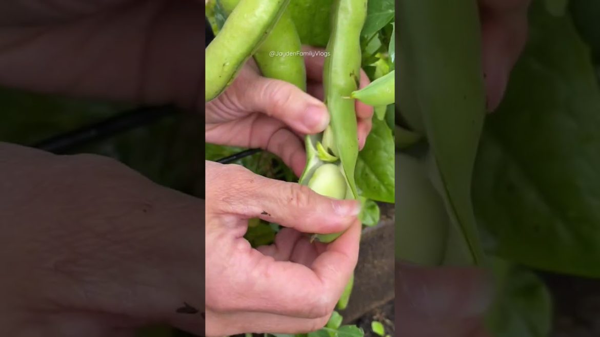 Fava BEANS Edibles π«π± #shorts #garden #food #oddlysatisfying #short #satisfying #yummy Fava BEANS Edibles π«π± #shorts #garden #food #oddlysatisfying #short #satisfying #yummy