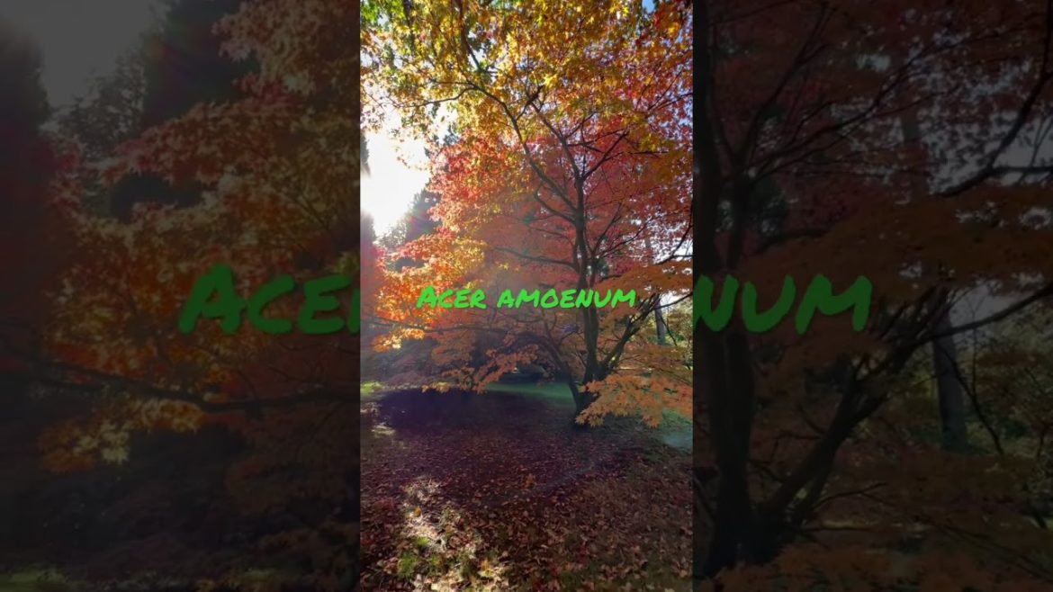 Japanese maple trees, how to select, water, feed and protect them from sun / wind!