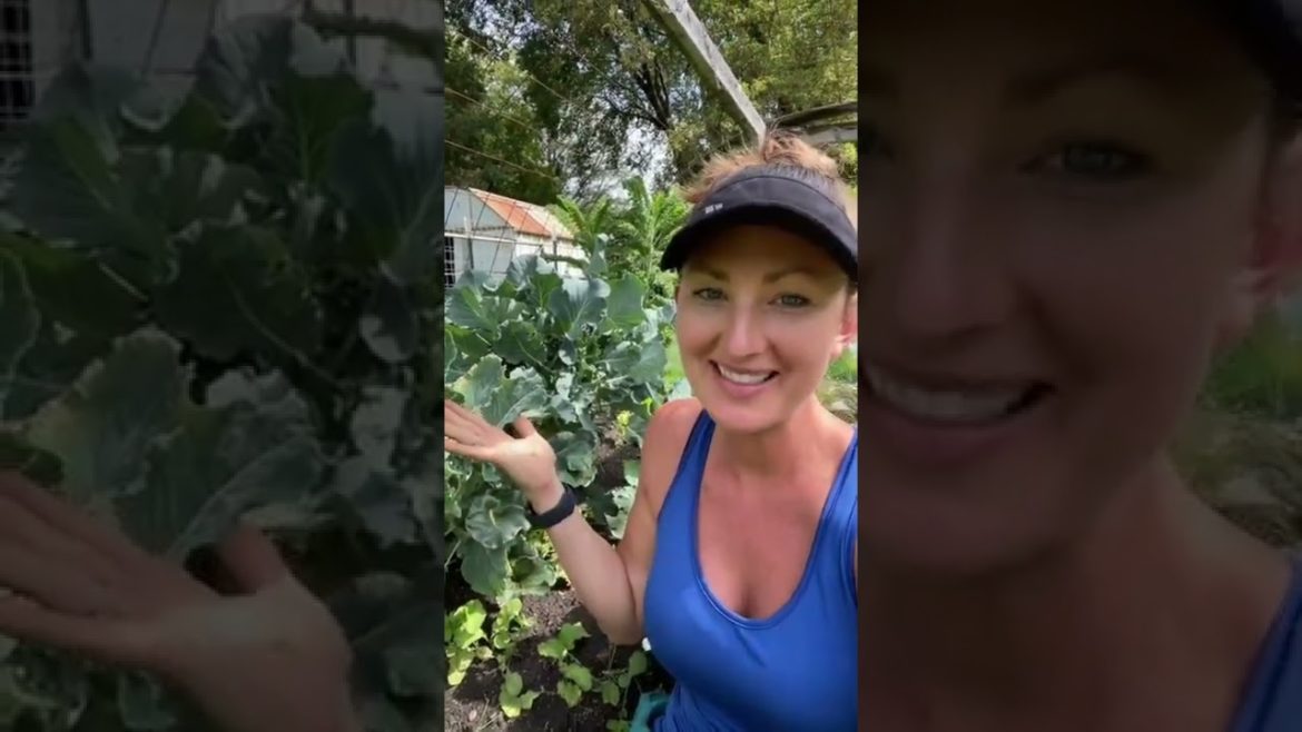 Tips for Harvesting Broccoli #shorts #gardening #gardeningtips #broccoli