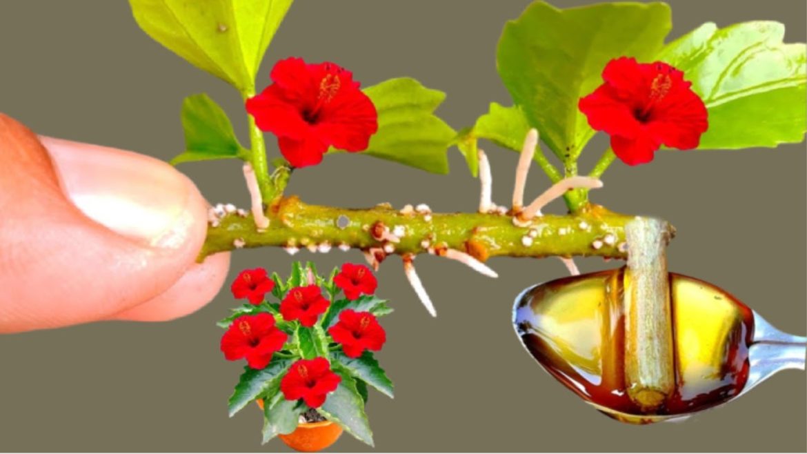 SECRET TIPS TO GROWING FLOWER GARDEN - HOW TO GROW FLOWER at HOME ( FLOWER GARDENING TIPS )