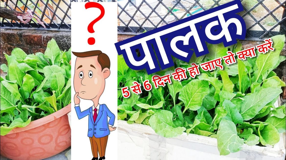 How to grow spinach, vegetables in cuntainer/टिप्स/Kitchen Gardening tips@Garden up