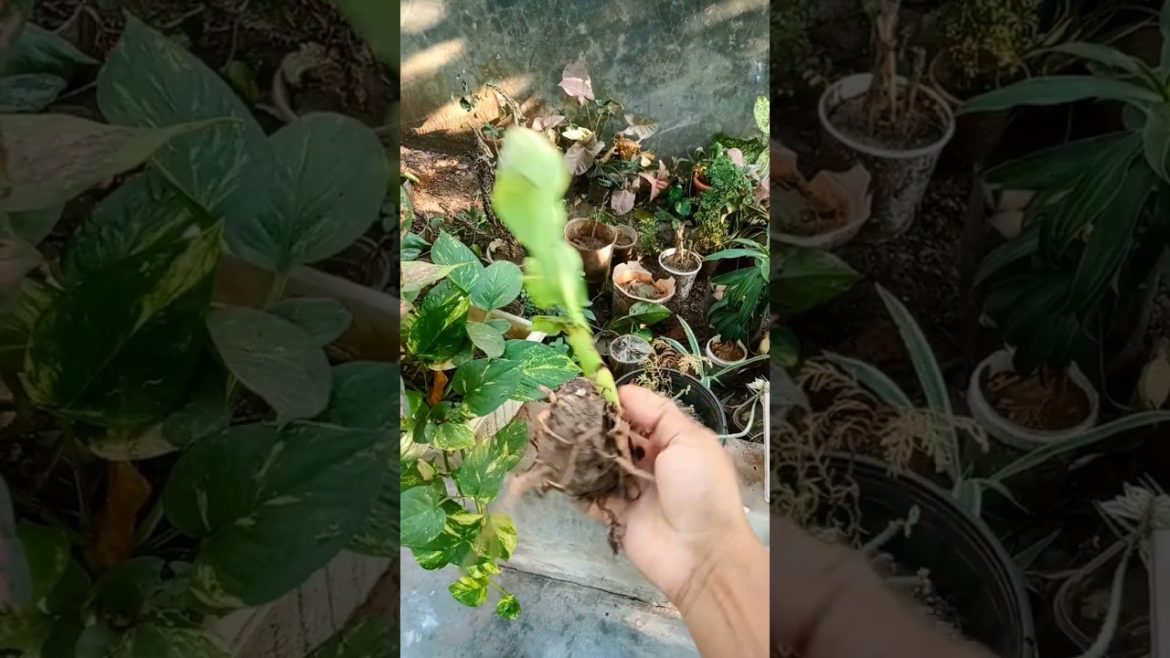 Banana plant bulb #shorts
