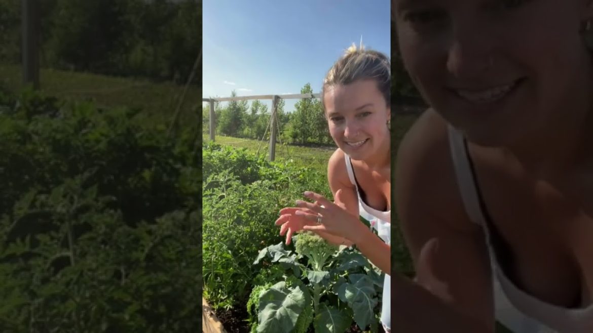 Tips for Harvesting Broccoli #shorts #gardening #gardeningtips #broccoli