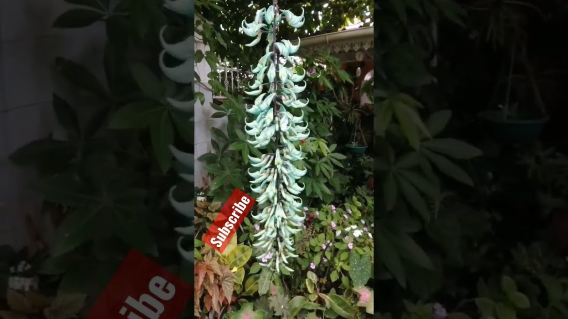 Jade Vine #gardening #design #capcut #shorts