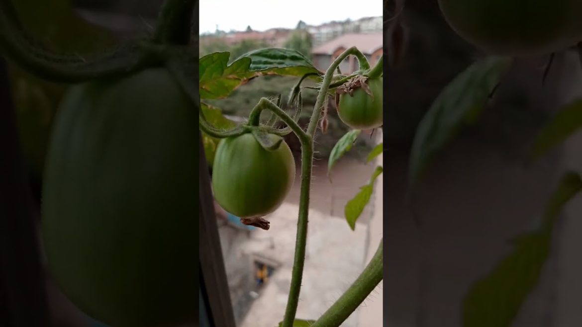 amazing tomato plant on the balcony.