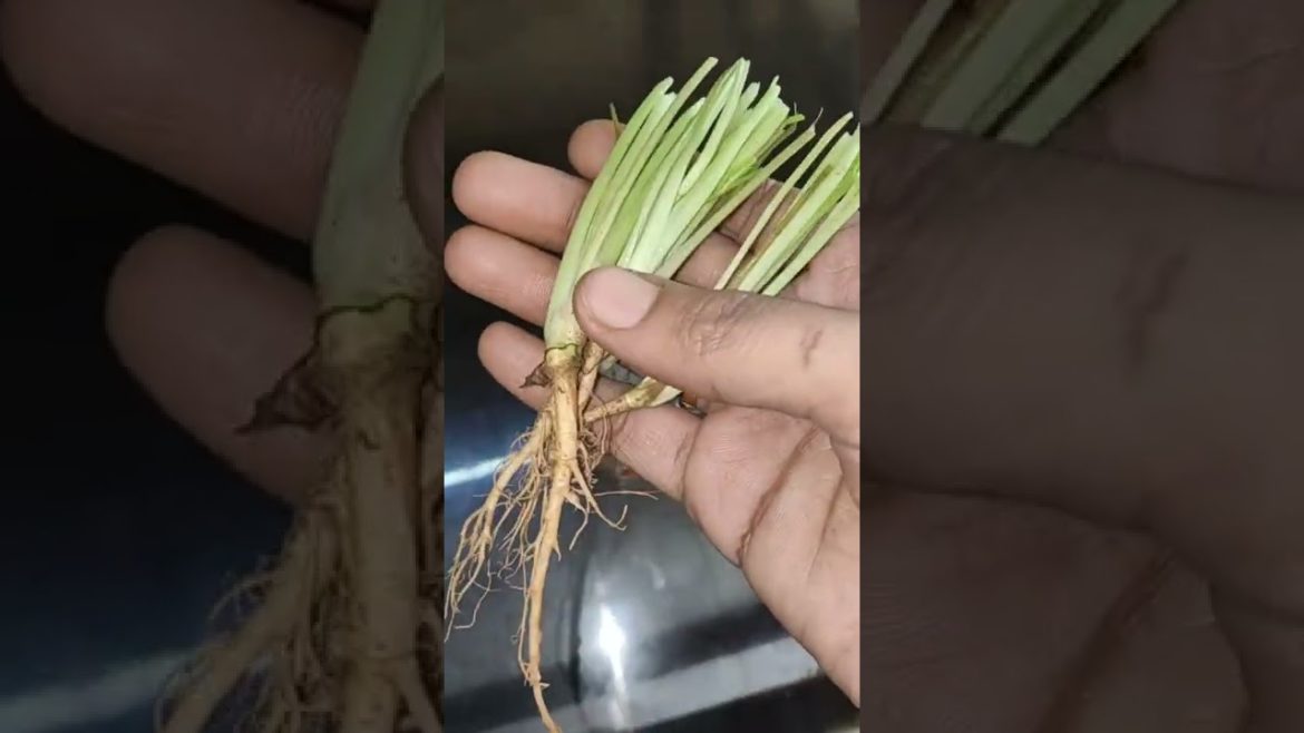 #how to grow kothimeera part-1 #planting #garden #gardening #dhaniya #gardeningtips #nature