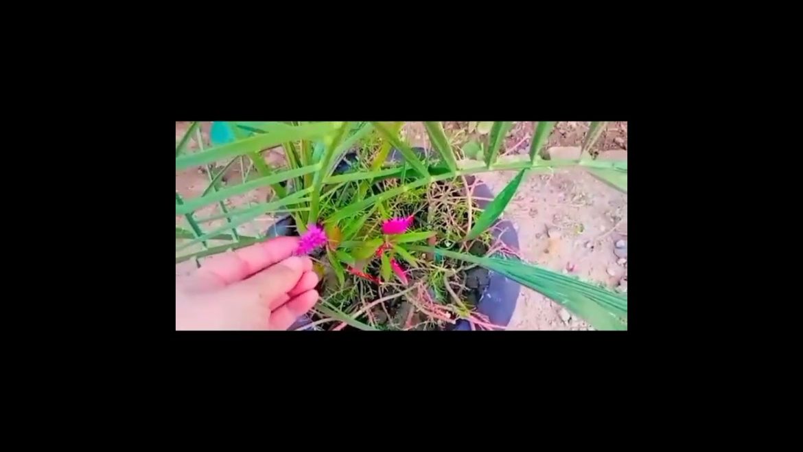 Home garden visit l apny ghr k garden ka visit l Anabia khan