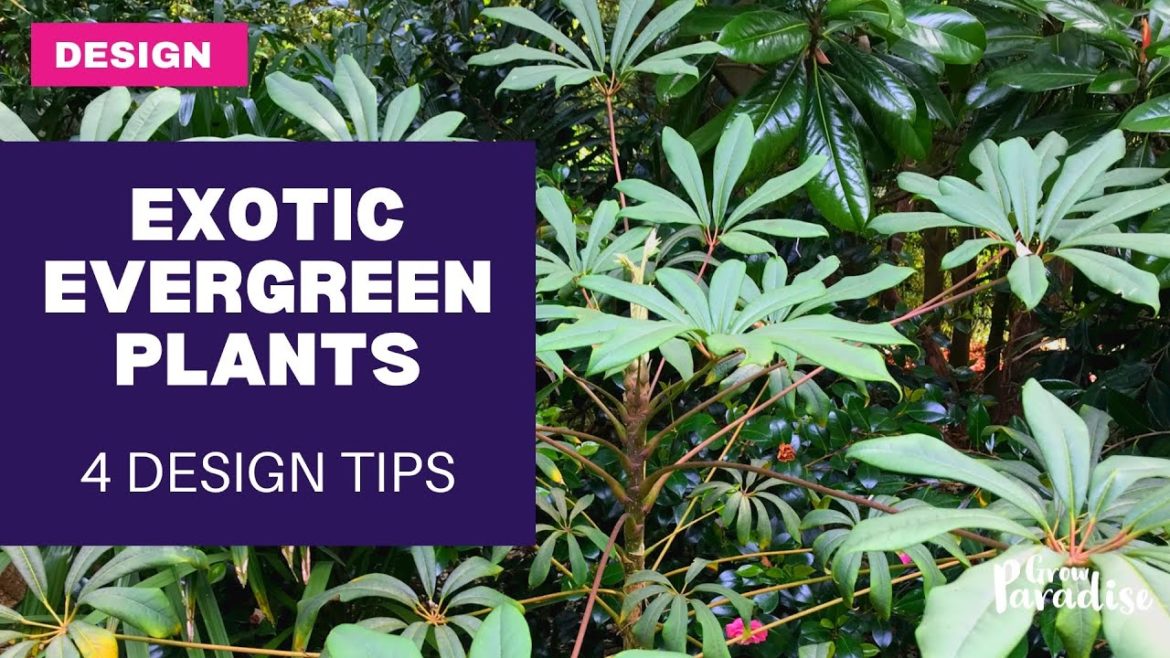 Adding EVERGREEN plants to your garden - 4 design tips