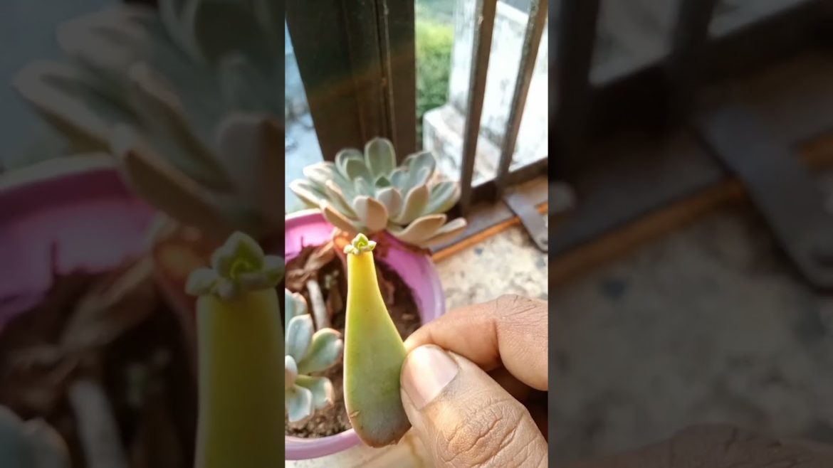 wow ! succulents plant leaves is growing 💗 #shorts