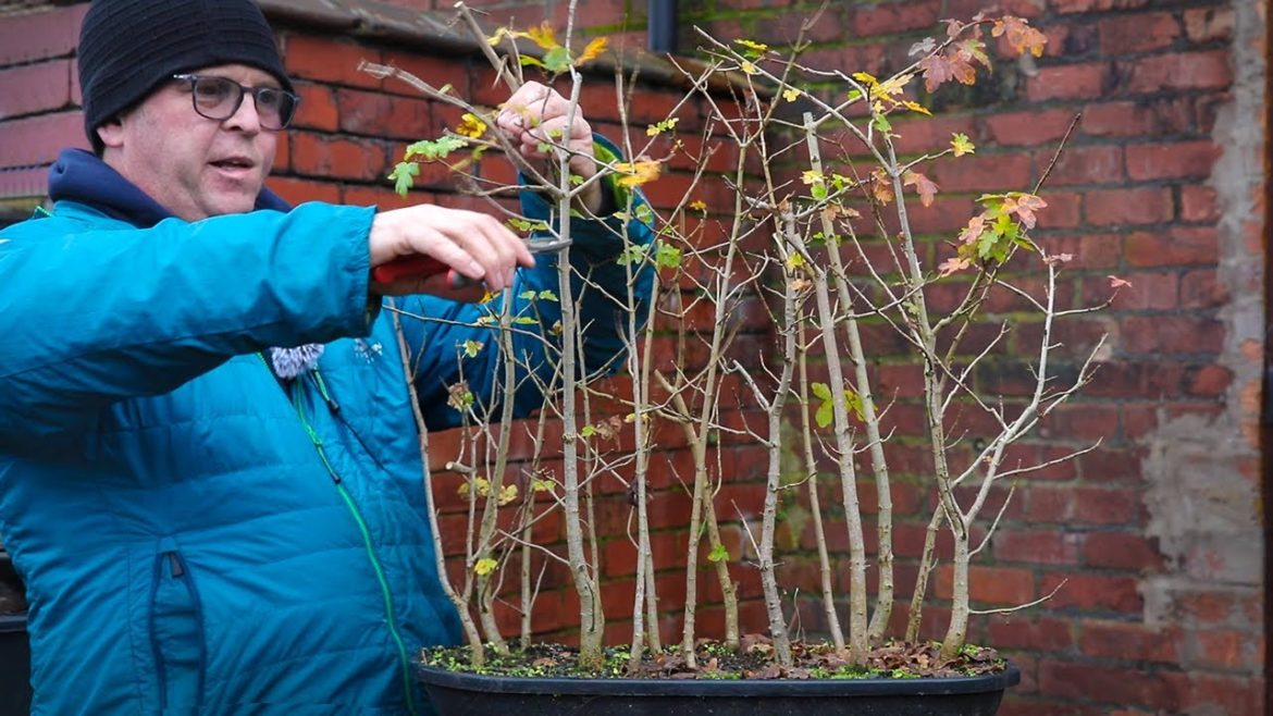 Field maple group planting - Autumn restyle