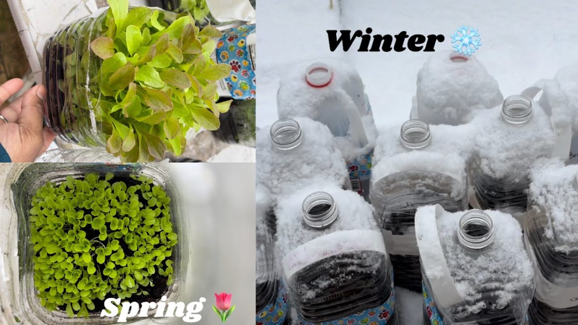 Start your 2023 garden now! Winter sown jugs / winter sown seeds 🌱🤍 #garden #backyardgardening