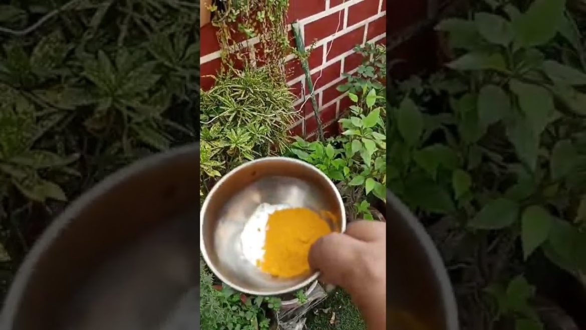 fungus sey bachaye plants ko fungus sey #shorts #gardening #gardeningtips