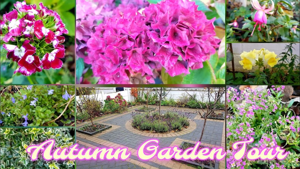 November garden tour ~How is my Front yard flower garden doing in Autumn~Digging out gladioli corms