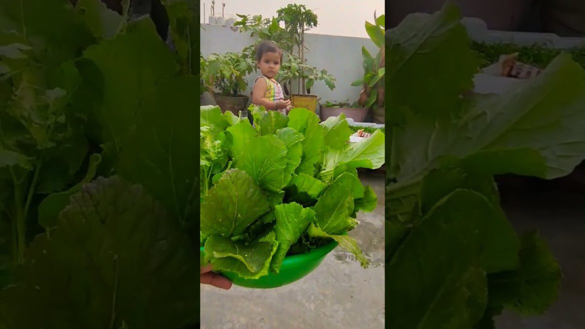 Terrace Garden – Fresh Vegetables – Palak & Raayi ๐๐๐๐ #terracegardening #freshvegetables Terrace Garden - Fresh Vegetables - Palak & Raayi ๐๐๐๐ #terracegardening #freshvegetables