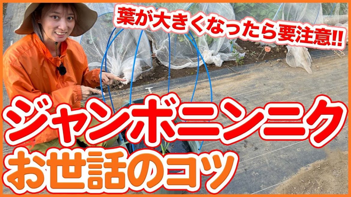 家庭菜園や農園のジャンボニンニク栽培は葉が大きくなったら要注意!育ち過ぎたニンニクお世話のコツを徹底解説!/Garlic cultivation tips from a Japanese farmer 家庭菜園や農園のジャンボニンニク栽培は葉が大きくなったら要注意!育ち過ぎたニンニクお世話のコツを徹底解説!/Garlic cultivation tips from a Japanese farmer