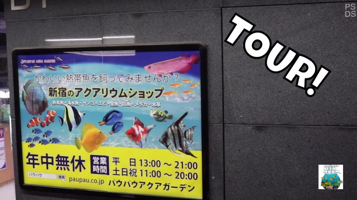 Japanese Fish Store Tour in the Train Station!! Paupau Aqua Garden Shinjuku Japanese Fish Store Tour in the Train Station!! Paupau Aqua Garden Shinjuku
