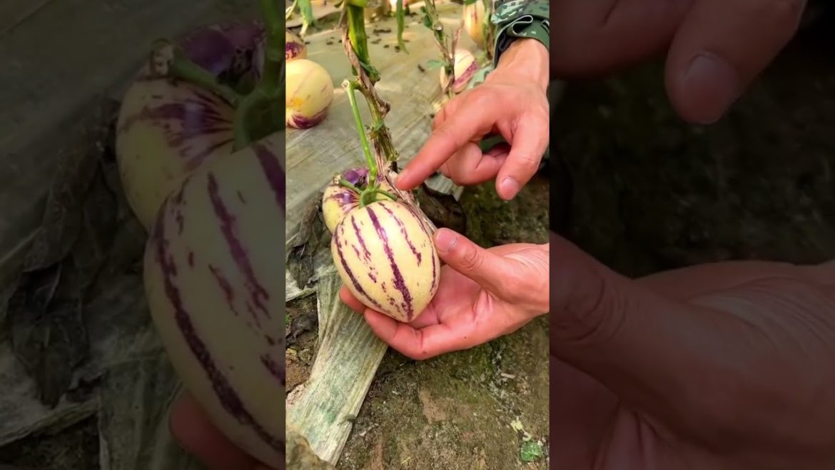 Chinese Pepino melon farm #shorts #fruit