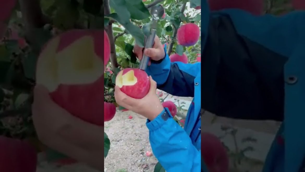 Fruit Apples High Quality #gardener #fruit #fyp #Agriculture #funny #Satisfying #relaxing #shorts Fruit Apples High Quality #gardener #fruit #fyp #Agriculture #funny #Satisfying #relaxing #shorts