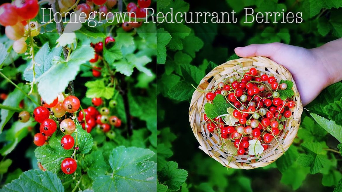 Growing Redcurrants in my Backyard Garden l Homegrown Redcurrants l Redcurrant Berries 🌿