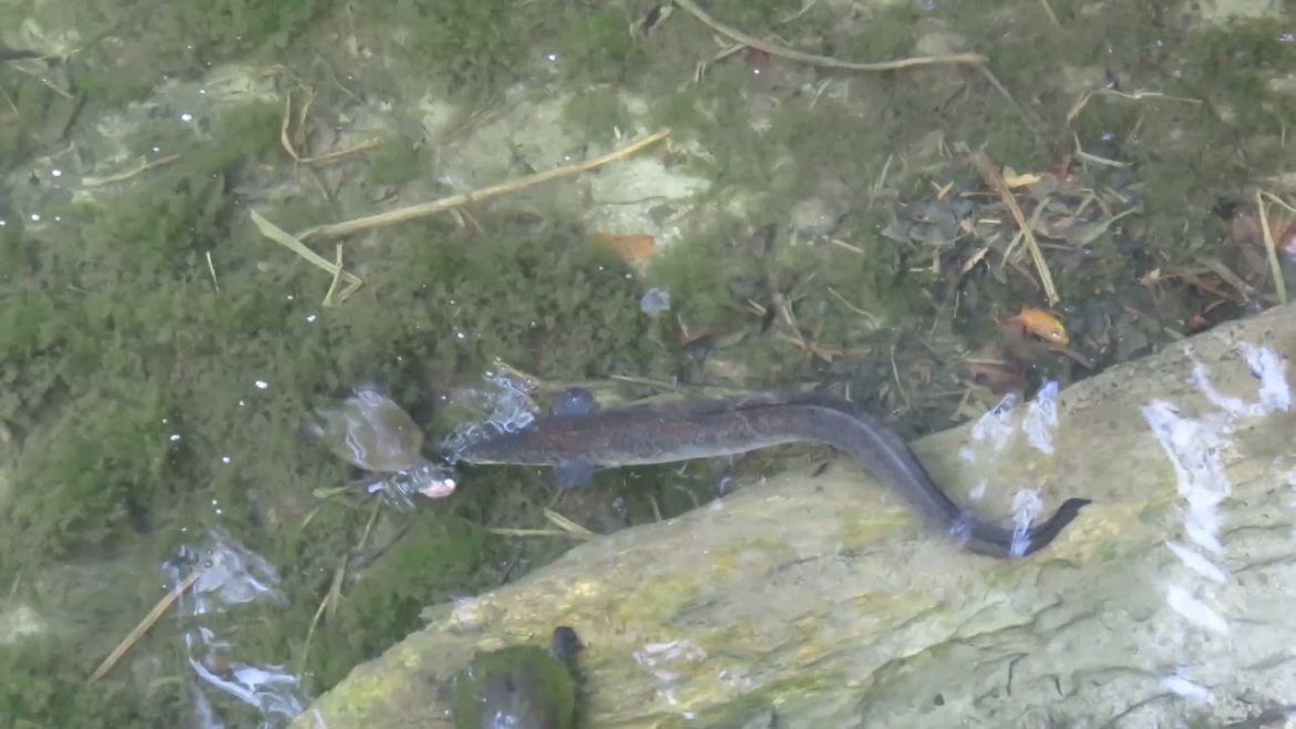 Fierce Fridays: Eel on Husk, that's right! viral animal clips from Australian animals documentary Fierce Fridays: Eel on Husk, that's right! viral animal clips from Australian animals documentary
