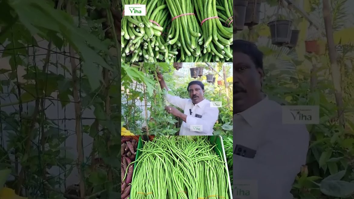 காராமணினா இப்படித்தான் இருக்கனும் | Anitha Kuppusamy Terrace Garden Tour | Terrace Garden Tips
