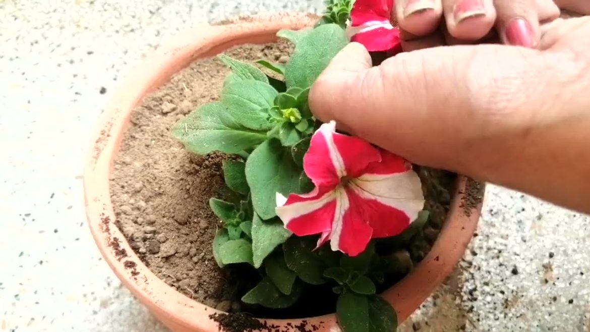 Winter Garden Shopping || Petunia