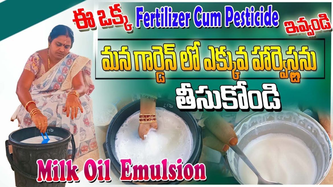 ఈ ఒక్క Fertilizer Cum Pesticide తో అధిక పంటలు తీసుకోండి | Milk Oil Emulsion | ACH Gardening Vlogs ఈ ఒక్క Fertilizer Cum Pesticide తో అధిక పంటలు తీసుకోండి | Milk Oil Emulsion | ACH Gardening Vlogs