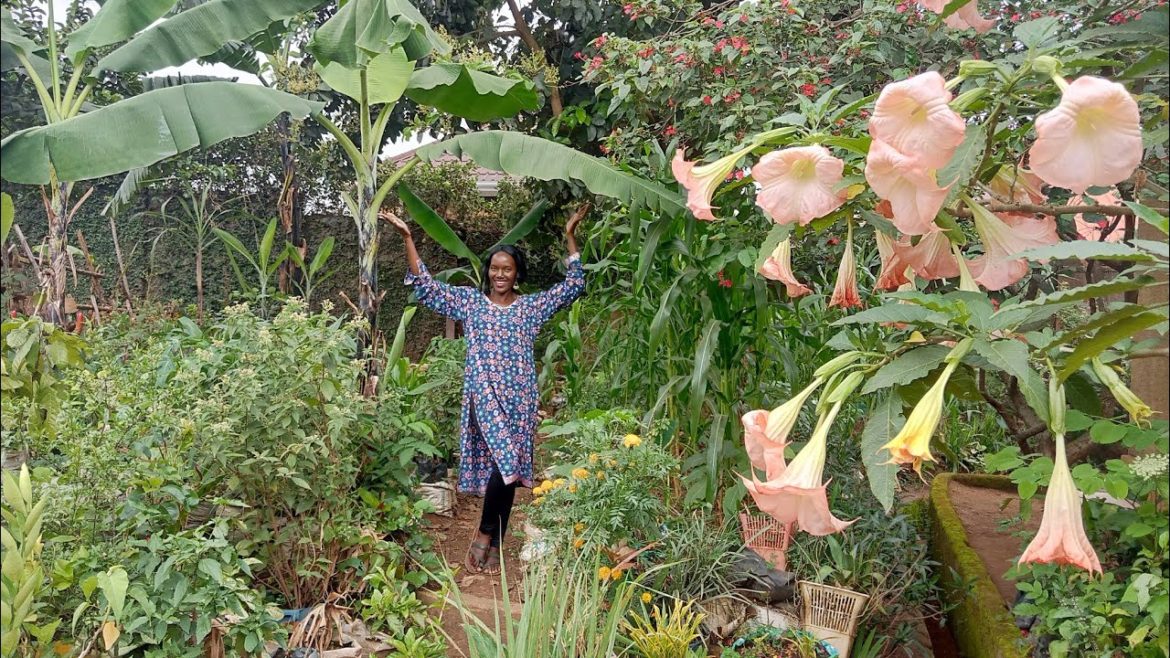 A Tour of My Small Urban Garden In Kampala Uganda # urban farming. A Tour of My Small Urban Garden In Kampala Uganda # urban farming.