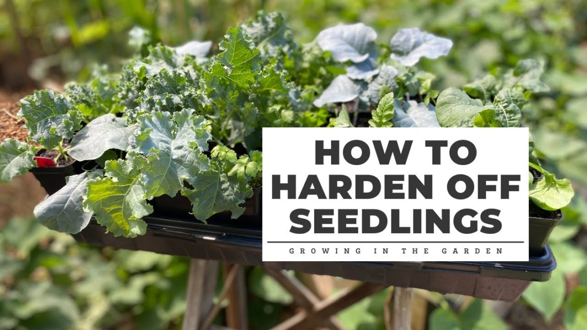 How to Harden Off Seedlings: Gardening Tips for Beginners