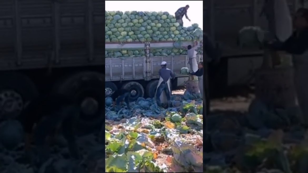 Cabbage plants are loaded with trucks #gardener #fruit #fyp #Agriculture #funny #harvest #Satisfying Cabbage plants are loaded with trucks #gardener #fruit #fyp #Agriculture #funny #harvest #Satisfying