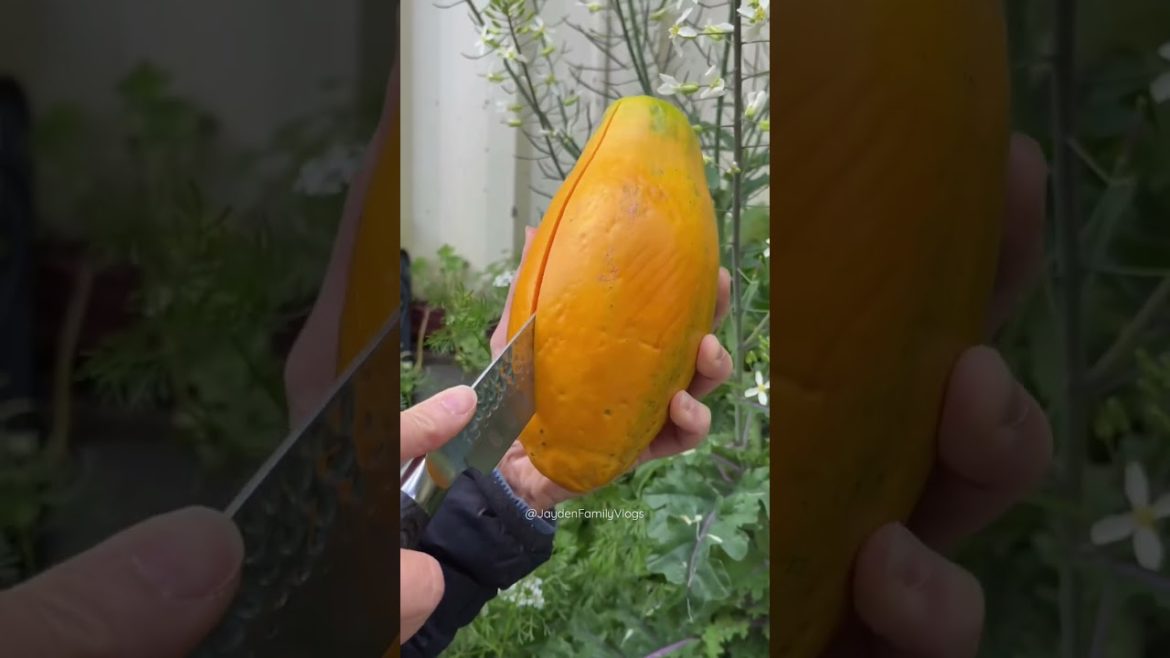 Fruit Cutting PAPAYA 🤤 #shorts #fruit #fruitcutting #satisfying #food #youtubeshorts Fruit Cutting PAPAYA 🤤 #shorts #fruit #fruitcutting #satisfying #food #youtubeshorts