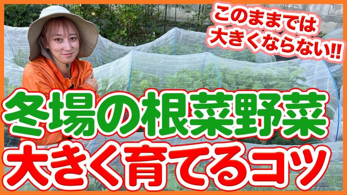 家庭菜園や農園の根菜栽培が大きくならない!?冬に根菜を大きく育てるコツを解説!/Tips for Growing Large Root Vegetables from a Japanesefarmer 家庭菜園や農園の根菜栽培が大きくならない!?冬に根菜を大きく育てるコツを解説!/Tips for Growing Large Root Vegetables from a Japanesefarmer