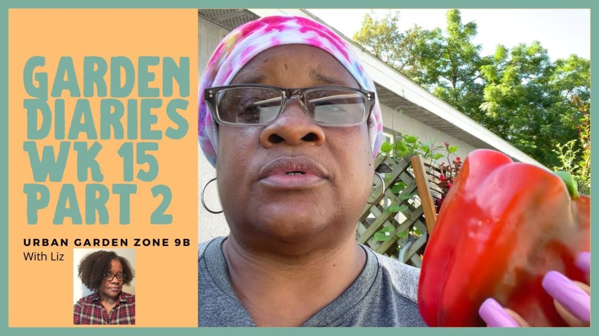 Container Garden Diaries Wk 15 Part 2 Documenting Our Garden Journey Small Space Gardening Zone 9b Container Garden Diaries Wk 15 Part 2 Documenting Our Garden Journey Small Space Gardening Zone 9b