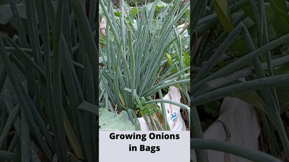 Simple Growing Onions in Bags #Shorts