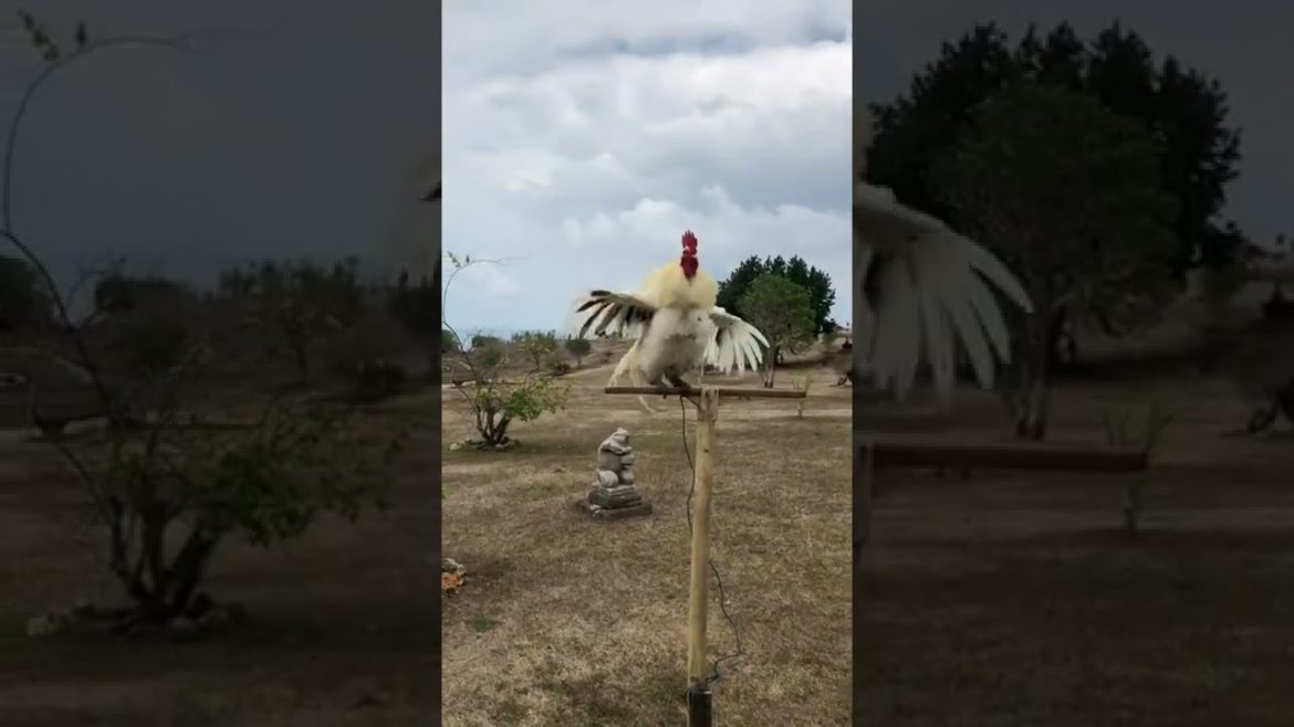 Chicken rooster crowed #gardener #fruit #fyp #Agriculture #funny#harvest #Satisfying#relaxing#shorts Chicken rooster crowed #gardener #fruit #fyp #Agriculture #funny#harvest #Satisfying#relaxing#shorts