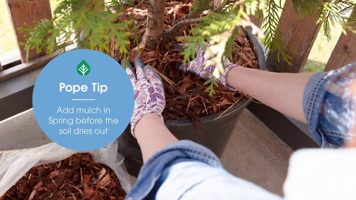 Pope's Gardening Tips