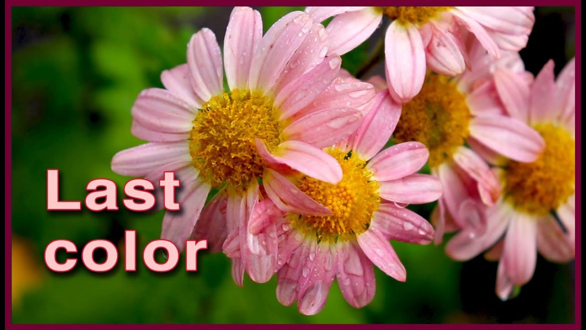 Take a sunrise FALL GARDEN TOUR with me!